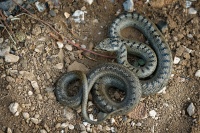 Uzovka hladka - Coronella austriaca - Smooth Snake 6166